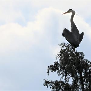 Grey Heron