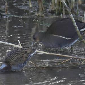 Water Rail