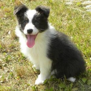 Border Collie