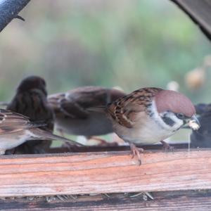 Eurasian Tree Sparrow