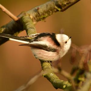 Long-tailed Tit