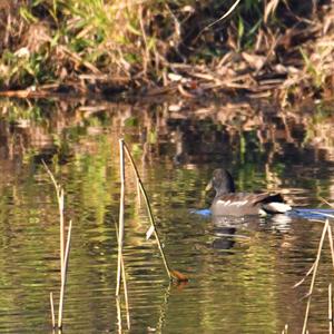 Common Moorhen