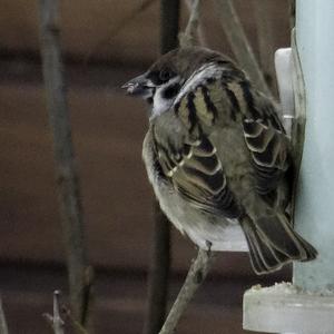 House Sparrow