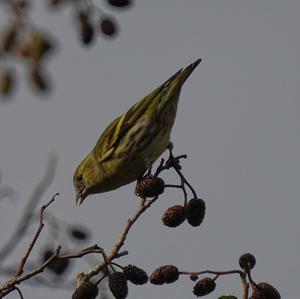 Eurasian Siskin