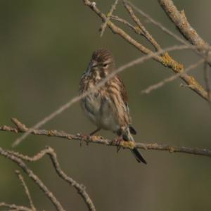 Eurasian Linnet