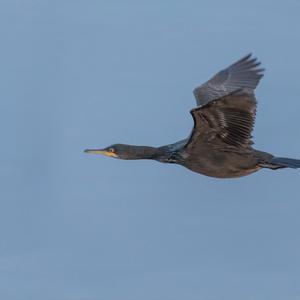 European Shag