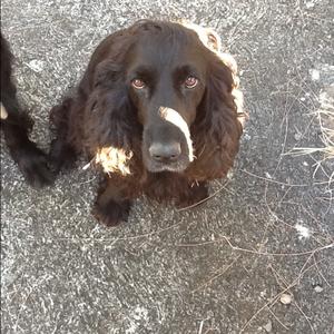 Spaniel (English Cocker)