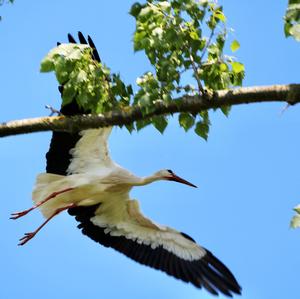 Weißstorch