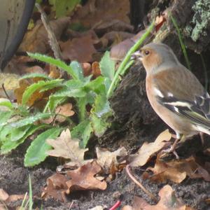 Eurasian Chaffinch