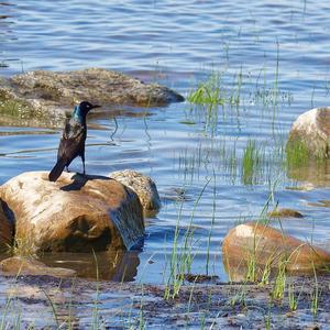 Common Grackle