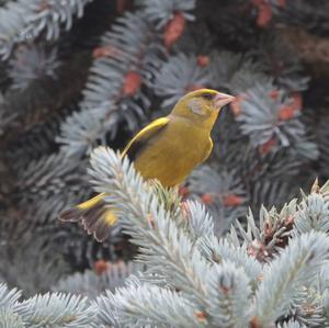 European Greenfinch