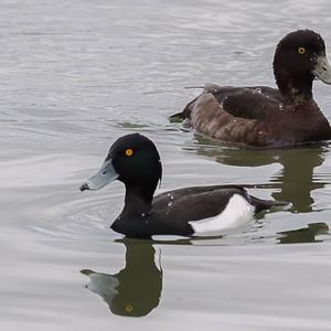 Tufted Duck