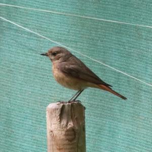 Common Redstart