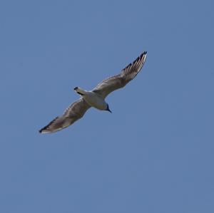 Black-headed Gull