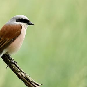 Red-backed Shrike