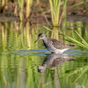 Wood Sandpiper