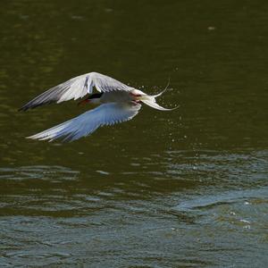 Common Tern