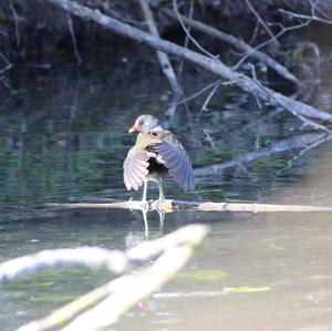 Common Moorhen