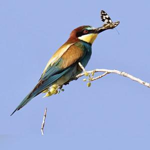 European Bee-eater