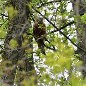 Red Kite