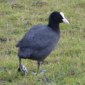 Bläßhuhn