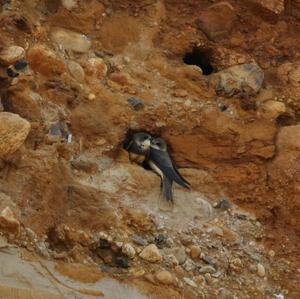 Sand Martin