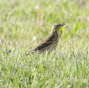 Tree Pipit