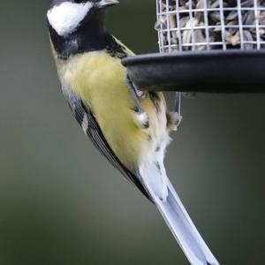 Great Tit