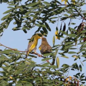 European Greenfinch