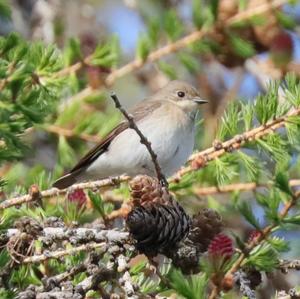 European Pied Flycatcher