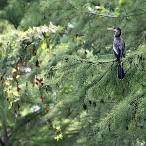 Amerikanischer Schlangenhalsvogel