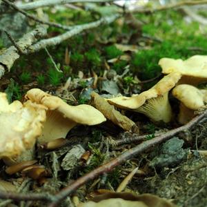 Chanterelle, Common