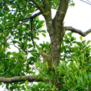 Eurasian Green Woodpecker