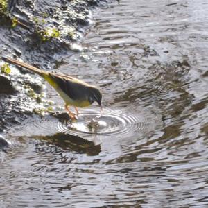 Grey Wagtail