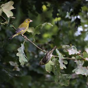 European Greenfinch