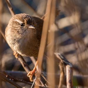 Winter Wren