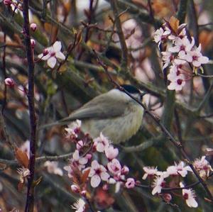 Willow Tit