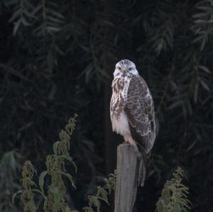 Common Buzzard