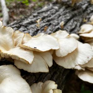 Oyster Mushroom