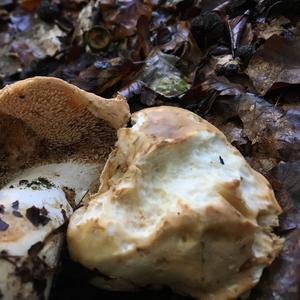 Hedgehog Fungus, Common