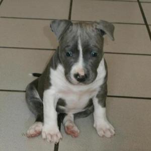 American Staffordshire Terrier