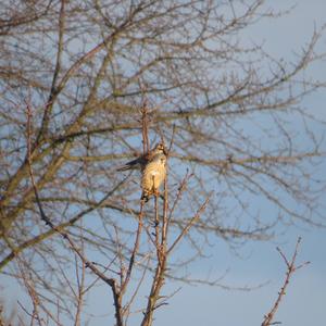 Common Kestrel