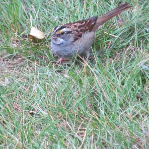 White-throated Sparrow