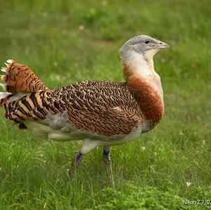 Great Bustard