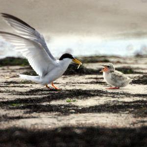 Little Tern