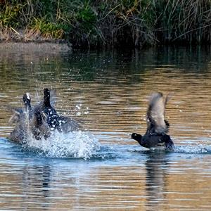 Common Coot