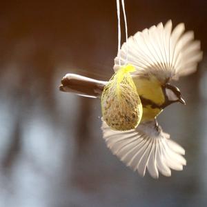 Great Tit