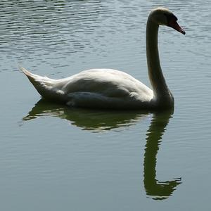 Mute Swan