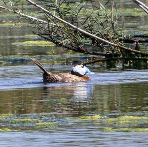 White-headed Duck