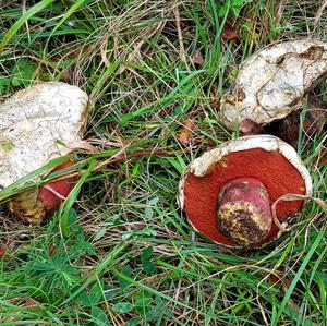 Scarlet-stemmed Bolete